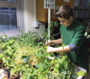 Winslow Township Middle School student David Repsch uses a paint brush to pollinate cucumber plants in the Environmental STEM class led by Ross Cruz. 